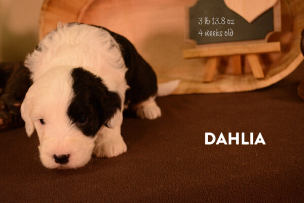Dahlia Final