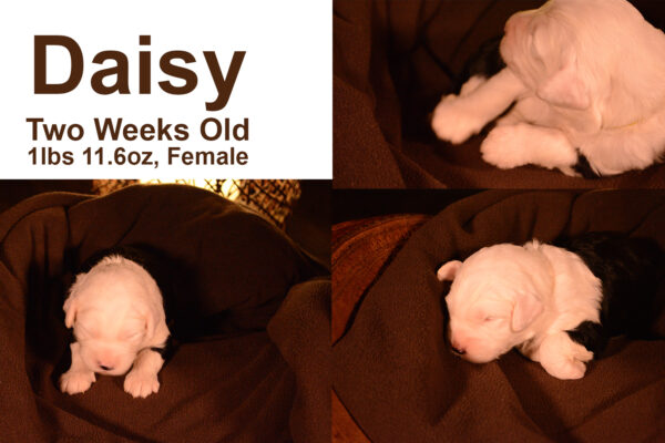 Daisy