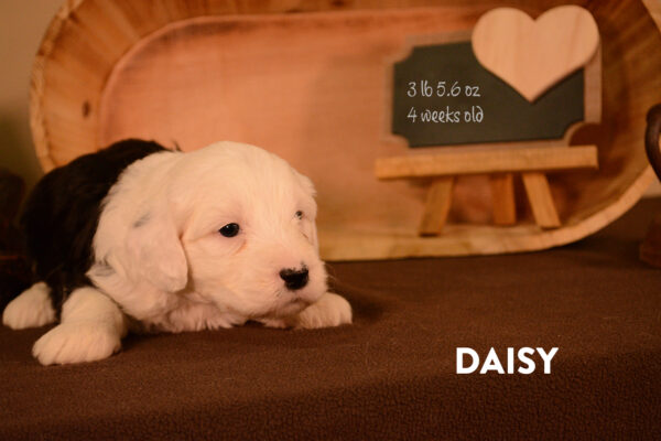 Daisy Final