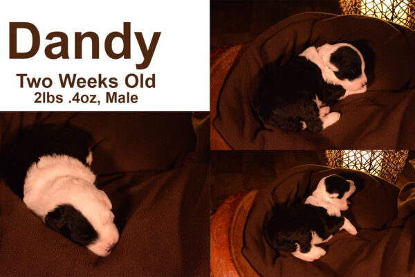 Dandy