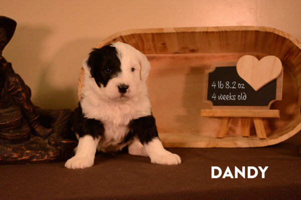 Dandy Final