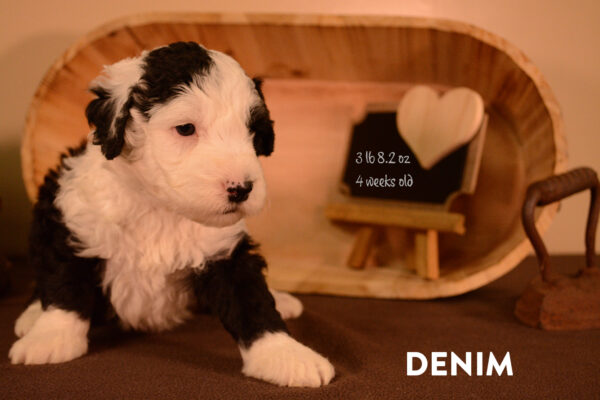 Denim Final