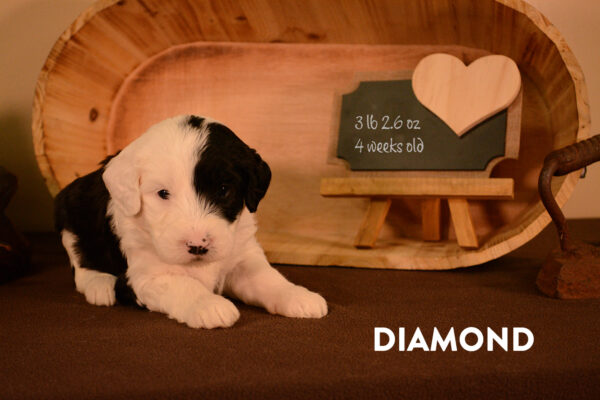 Diamond Final