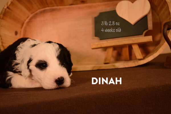 Dinah Final