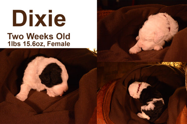 Dixie