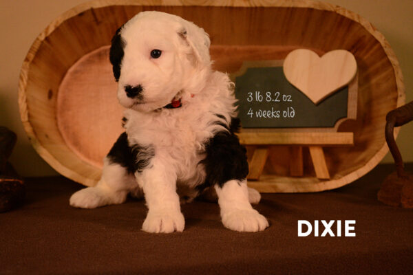 Dixie Final
