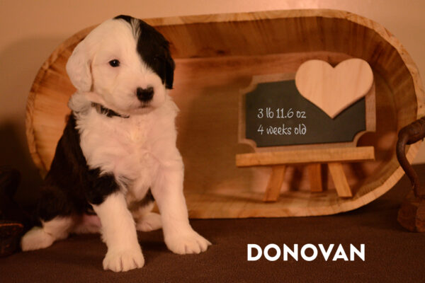 Donovan Final