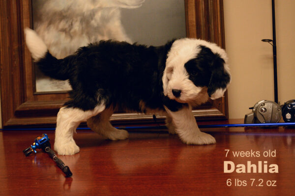 Dahlia Small