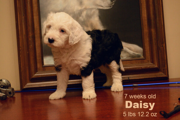 Daisy Small