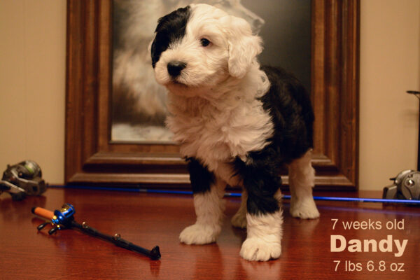 Dandy Small