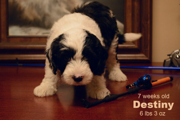 Destiny Small