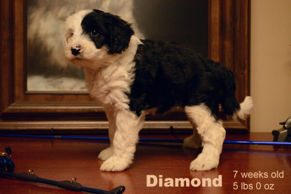 Diamond Small