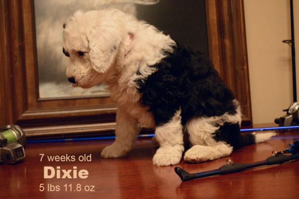 Dixie Small