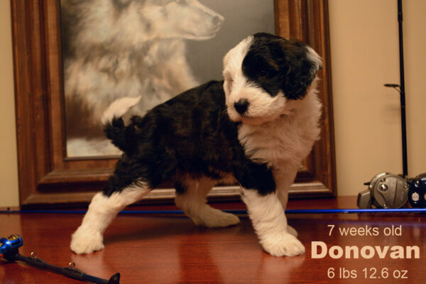 Donovan Small