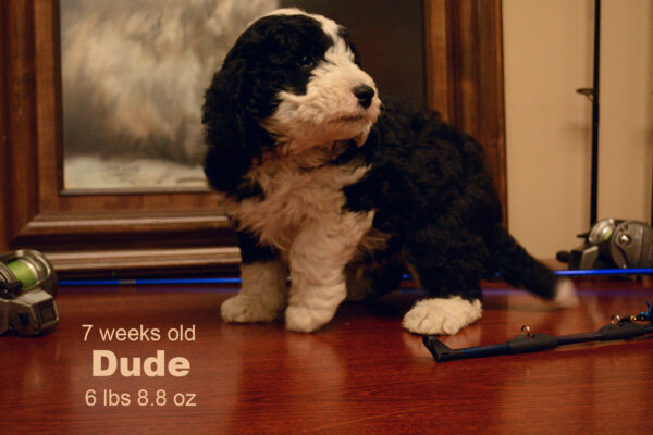Dude Small