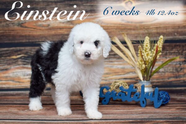 Einstein4lb12.4oz_Original