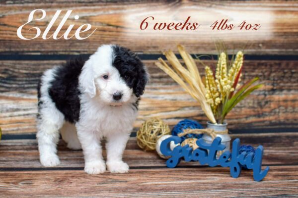 Ellie4lb4oz_Original