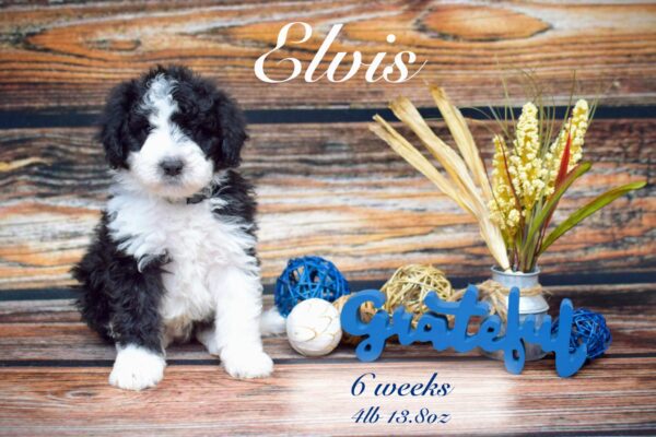 Elvis4lb13.8oz_Original