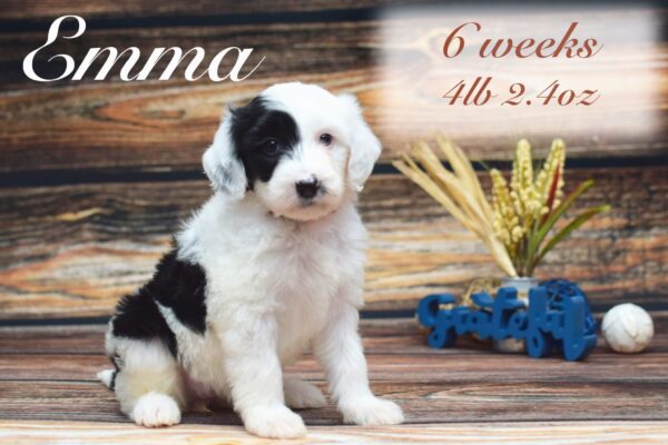 Emma4lb2.4oz_Original