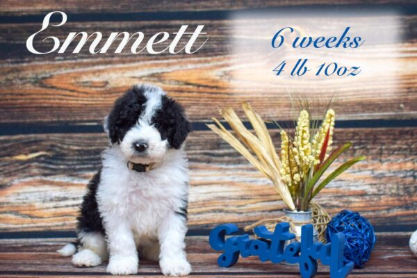 Emmett4lb10oz_Original