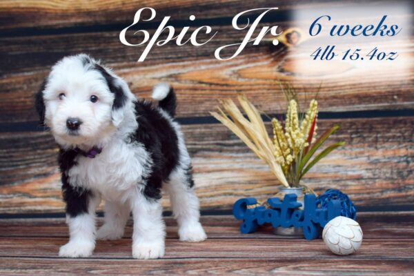 EpicJr4lb15.4oz_Original