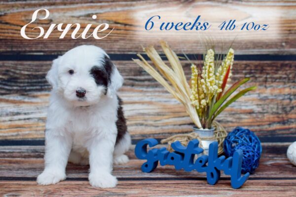 Ernie4lb10oz_Original