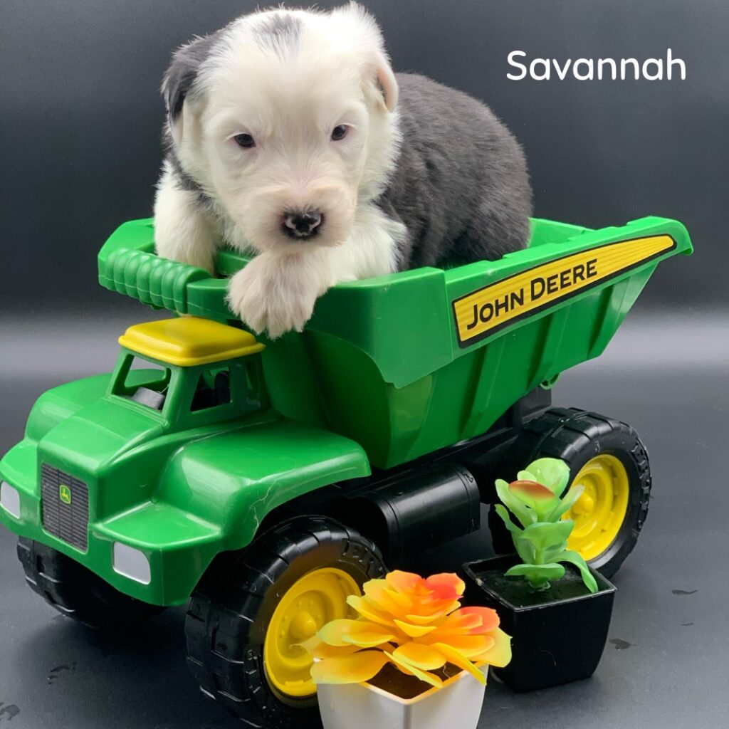 Savannah