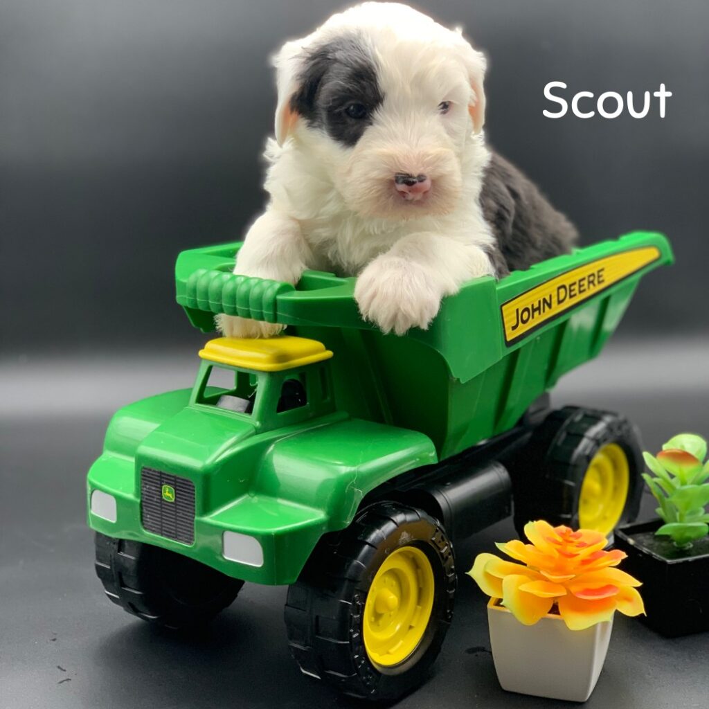 Scout