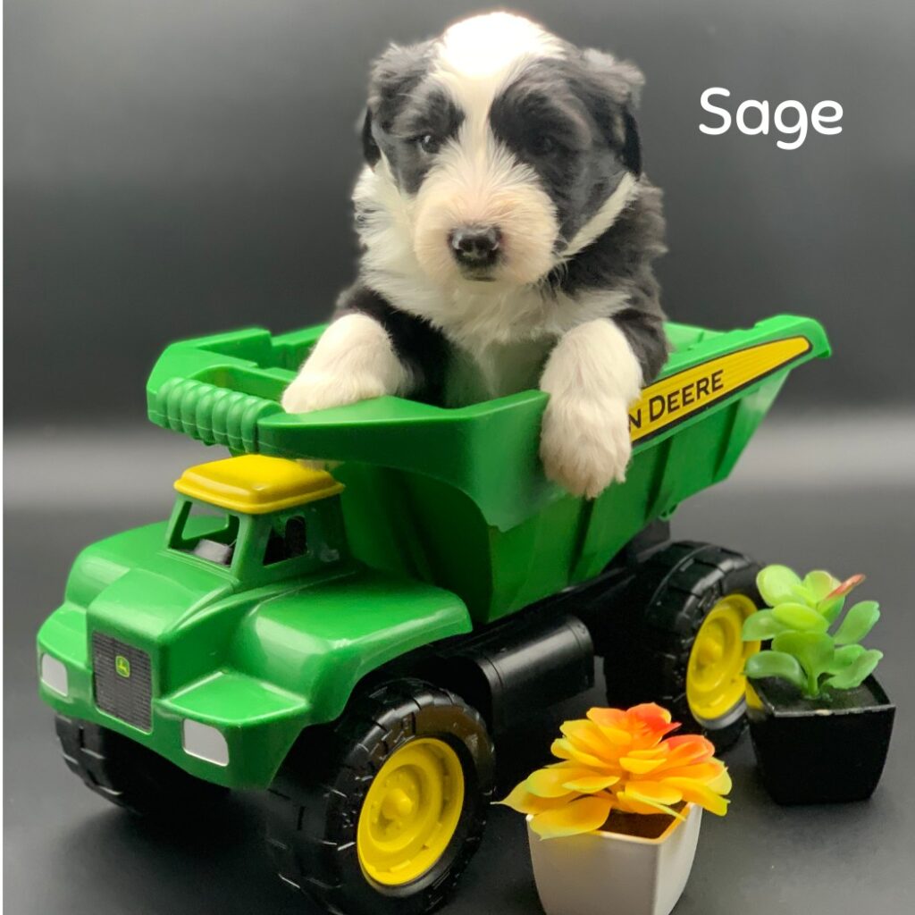 Sage