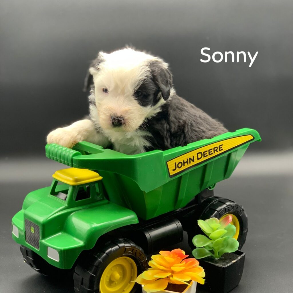 Sonny