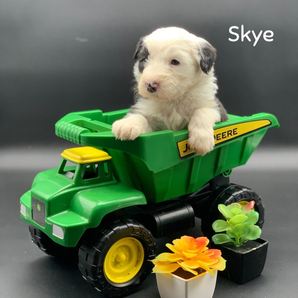Skye