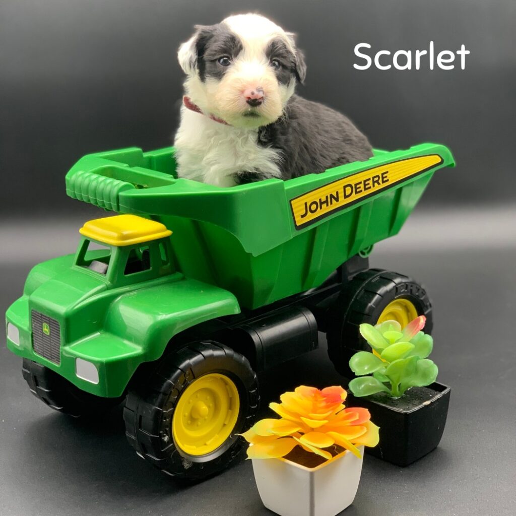 Scarlet