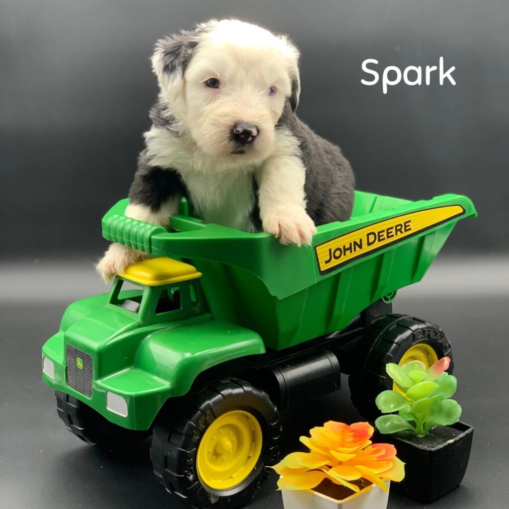 Spark